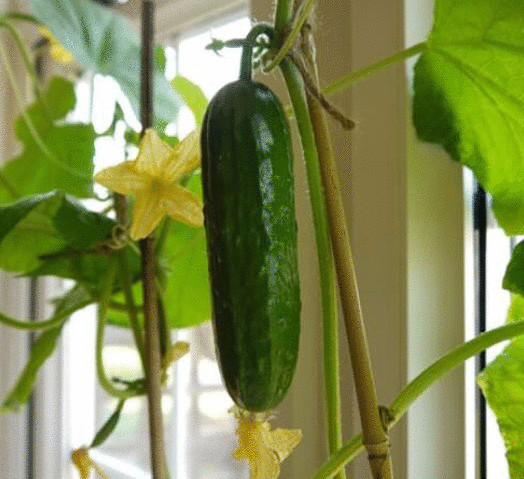 How to grow up cucumbers from seeds: the management for beginners Lifestyle Seld