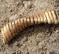 Золотая головоломка: датские археологи обнаружили загадочные спирали бронзового века