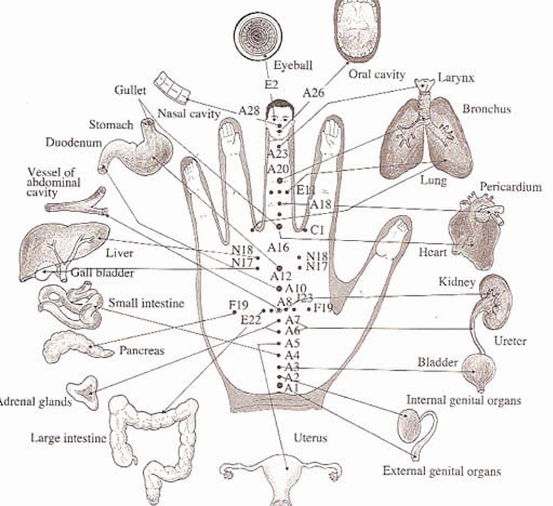 Су-Джок терапия: лечить себя без игл и таблеток