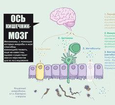 Невидимая ось:  Как наш кишечник разговаривает с нашим мозгом 