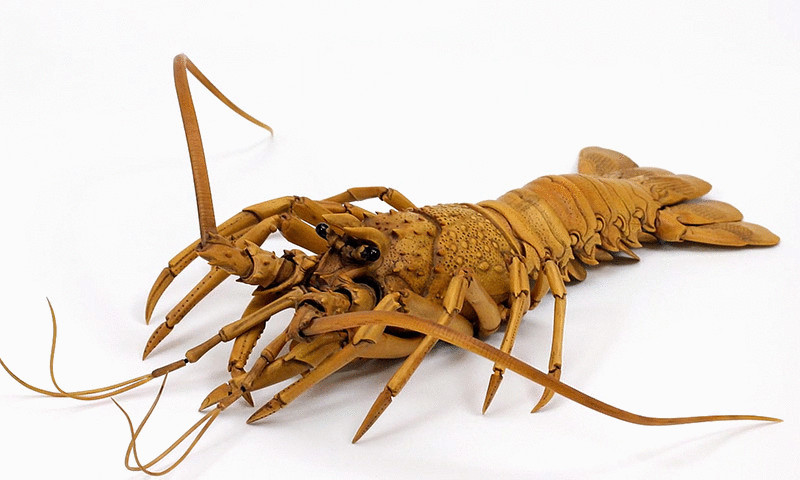  Невероятно реалистичный Lobster из самшита от  Ryousuke Ohtake 