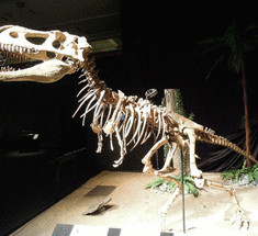 США вернут Монголии 18 скелетов динозавров