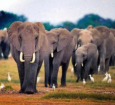 Слоны в свободном полете +видео