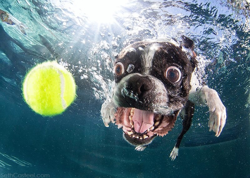 Собака под водой фото