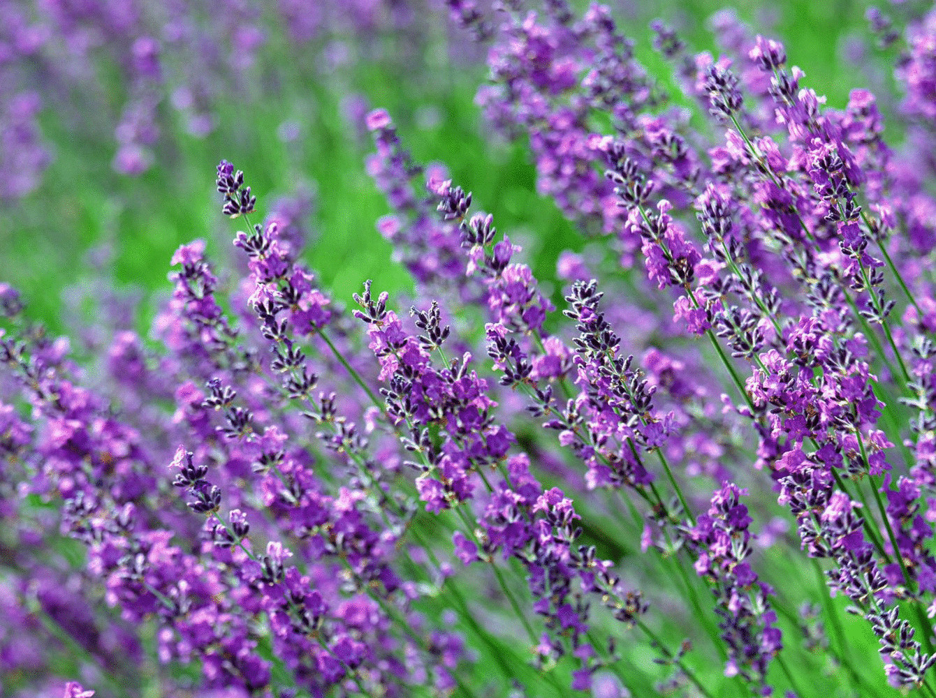 Полевые цветы фиолетовые длинные фото и названия