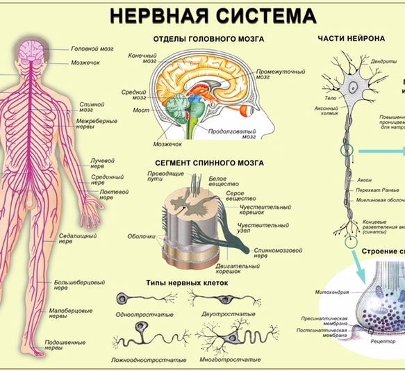 Почему многие исследователи сравнивают нервную систему с компьютером