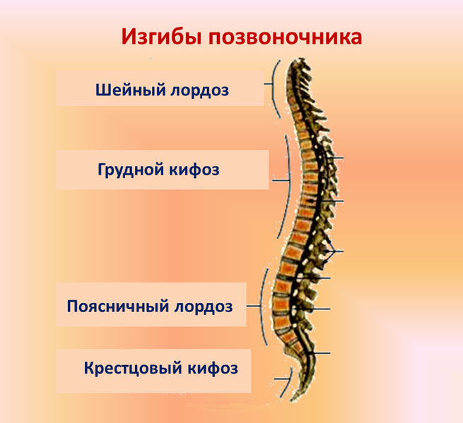 Лордозы на рисунке обозначены цифрами