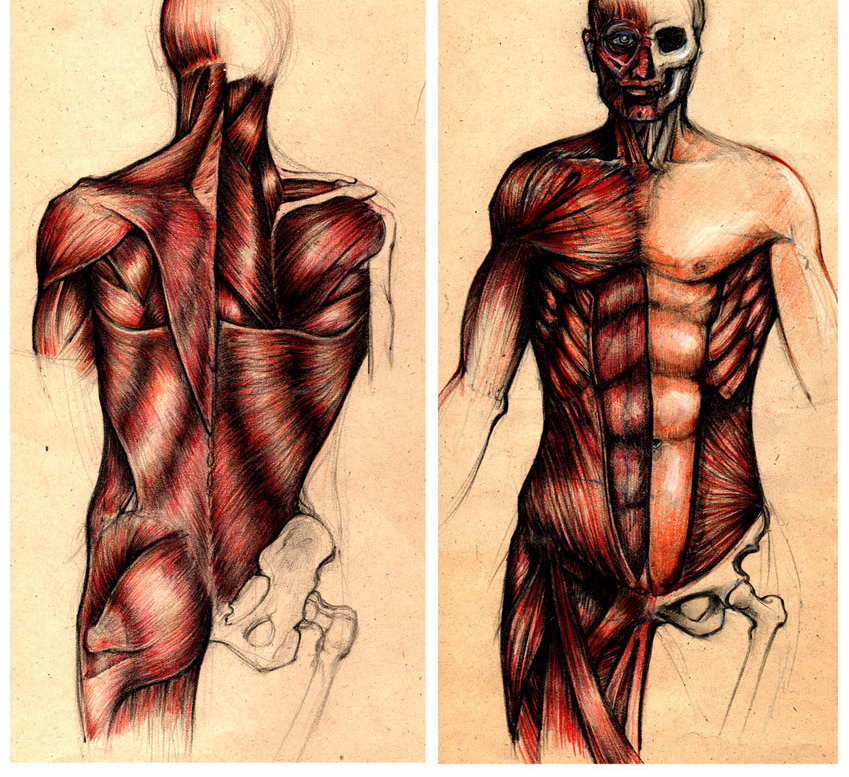 Мышечная система картинки