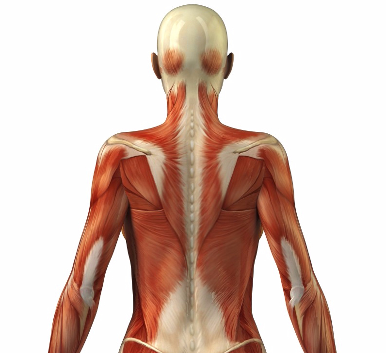 Фото анатомия человека со спины фото