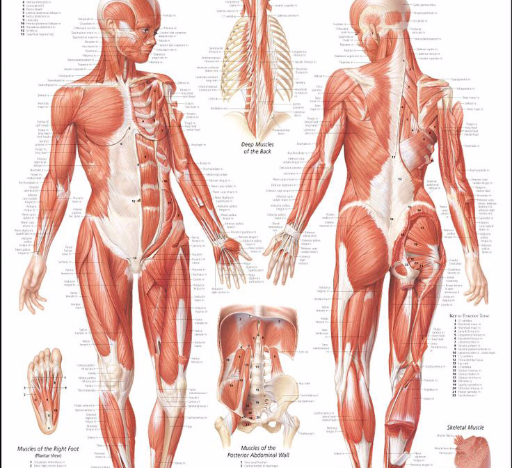 Строение человека мышцы анатомия женщины картинки с надписями