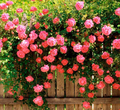 Плетистые розы: украшение вашего сада
