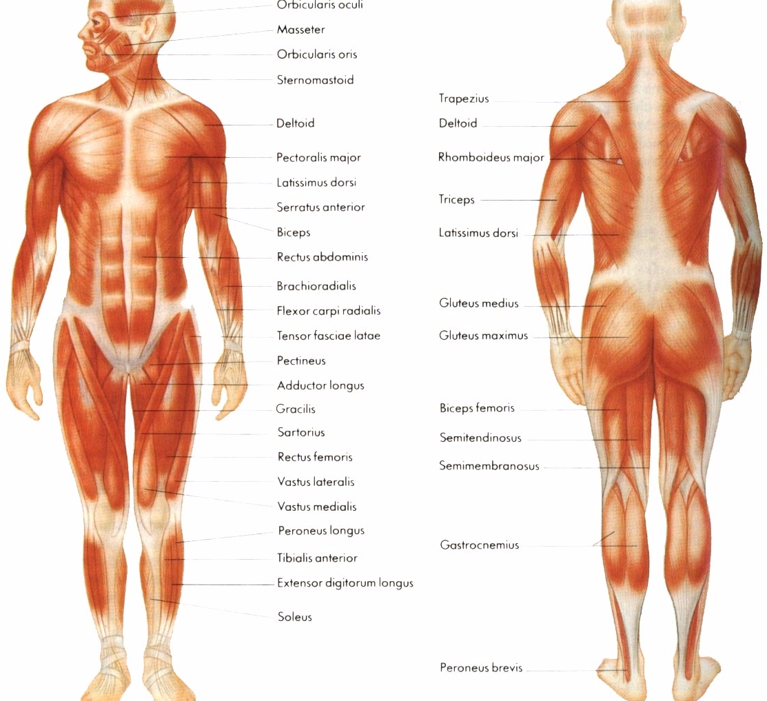 Muscle parts. Мышечная система. Анатомия мышцы pdf. Анатомия человека внутренние органы со спины. Нервно мышечная система vis.