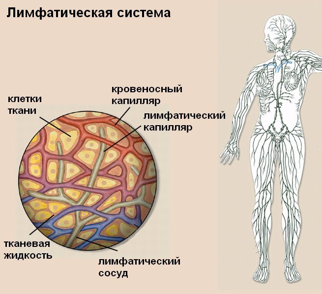 Лимфосистема человека схема рисунок