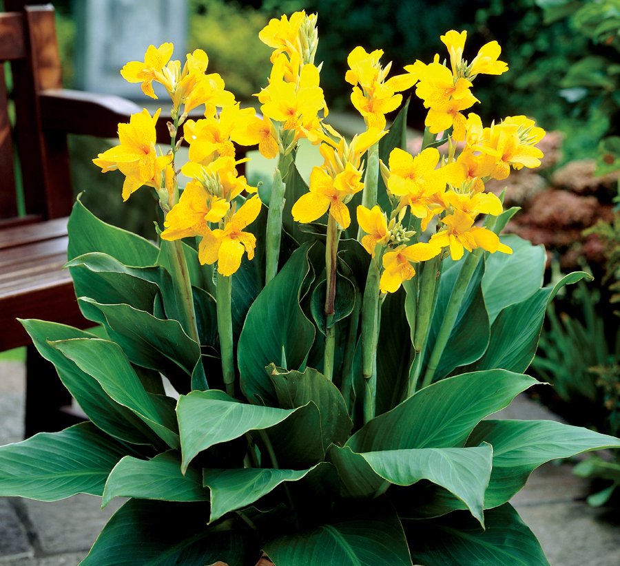 Канна индийская canna Indica