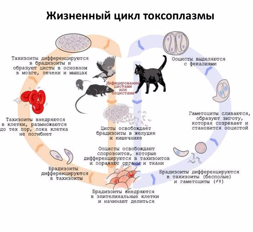 Жизненный цикл токсоплазмы схема