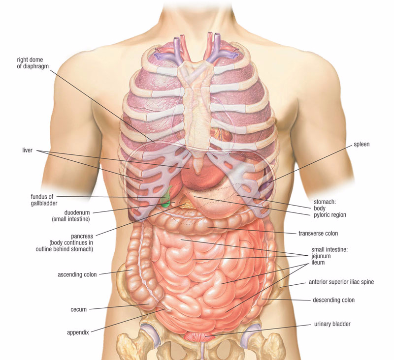 Где какие органы находятся у человека в картинках