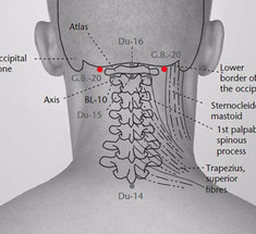 Больная шея – больная голова: упражнения для лечения заболеваний шейного отдела позвоночника