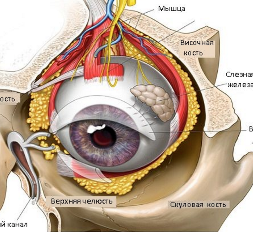 Глазное яблоко топографическая анатомия. Костные стенки глазницы анатомия. Глазничная перегородка анатомия. Строение стенок глазницы анатомия. Глаза давят внутри