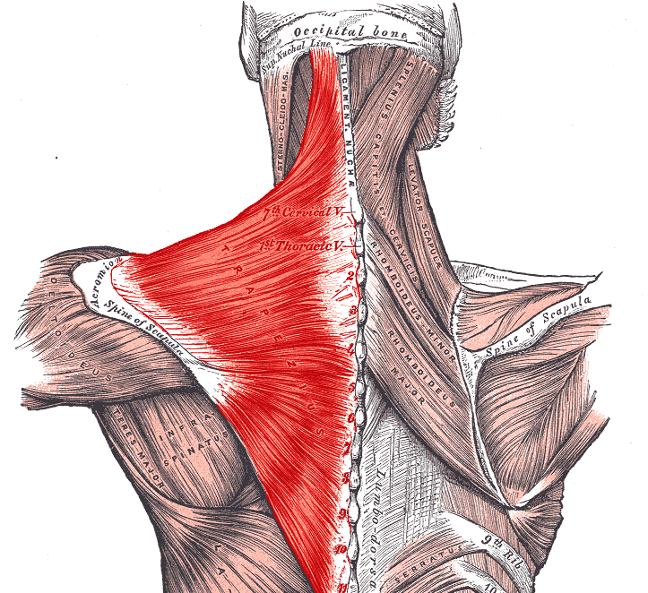 Диффузные мышцы. Трапециевидная мышца (m. Trapezius). Большая и малая ромбовидные мышцы спины. Ромбовидная мышца анатомия. Мышцы шейно-воротниковой зоны анатомия.