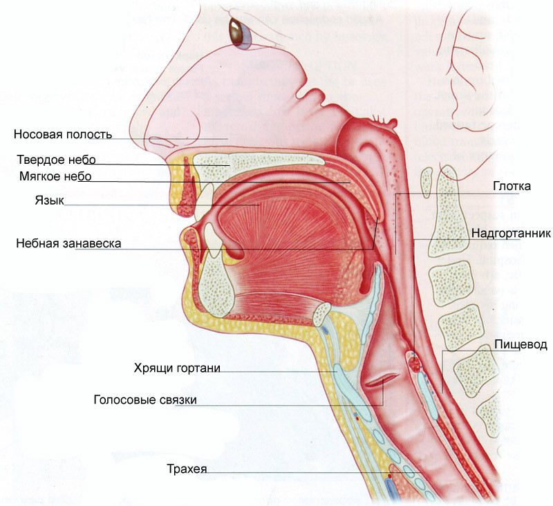 Глотка схема строения