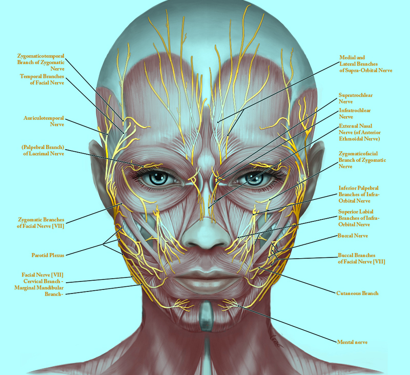 Мышцы лица в косметологии с описанием и схемами для массажа