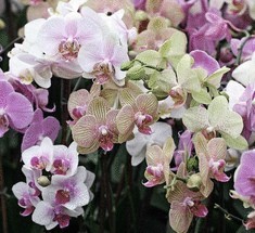 Как ухаживать за орхидеями?