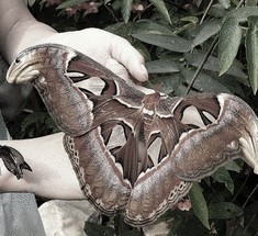Самая большая бабочка на планете