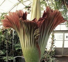 Трупный цветок 