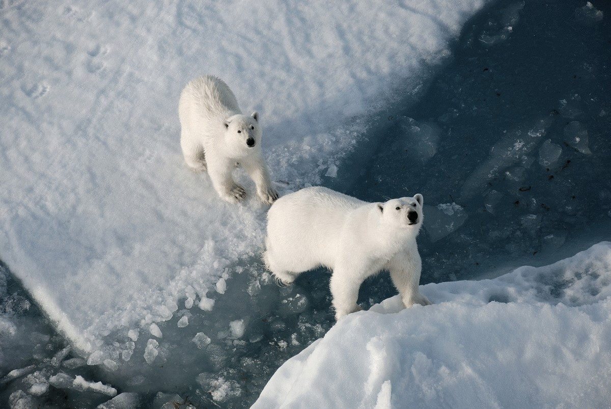 Гренландия белые медведи