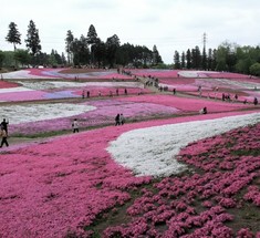 Флоксы Hitsujiyama Park