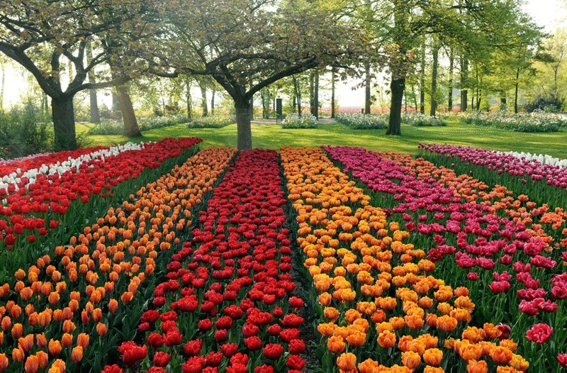 Парк цветов Кёкенхоф