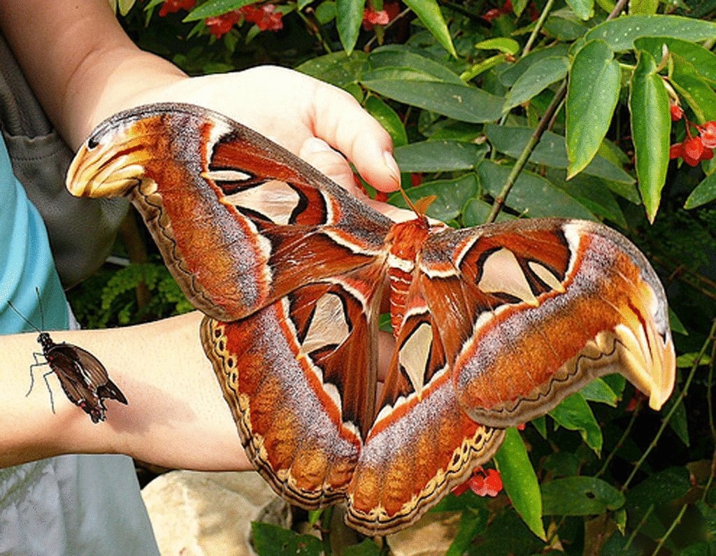Самая большая бабочка на планете