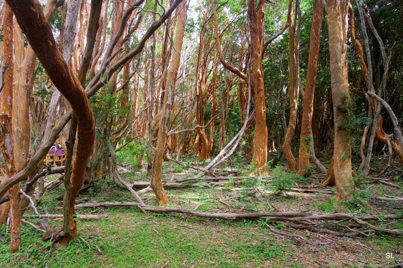 Уникальный миртовый лес в Аргентине