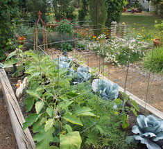 Йод, зеленка, мел — отличная защита для сада и огорода от вредителей и болезней!