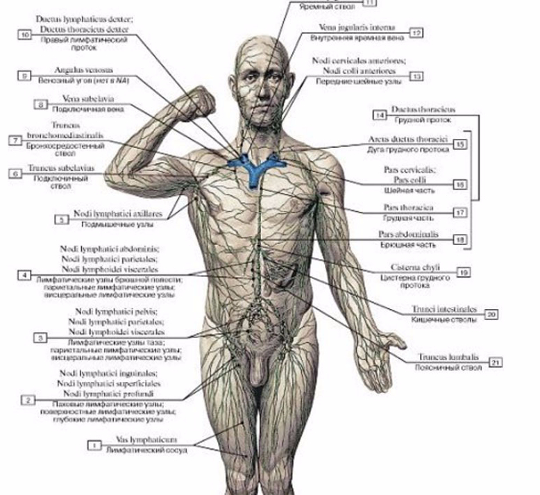 Как течет лимфа в организме схема направления