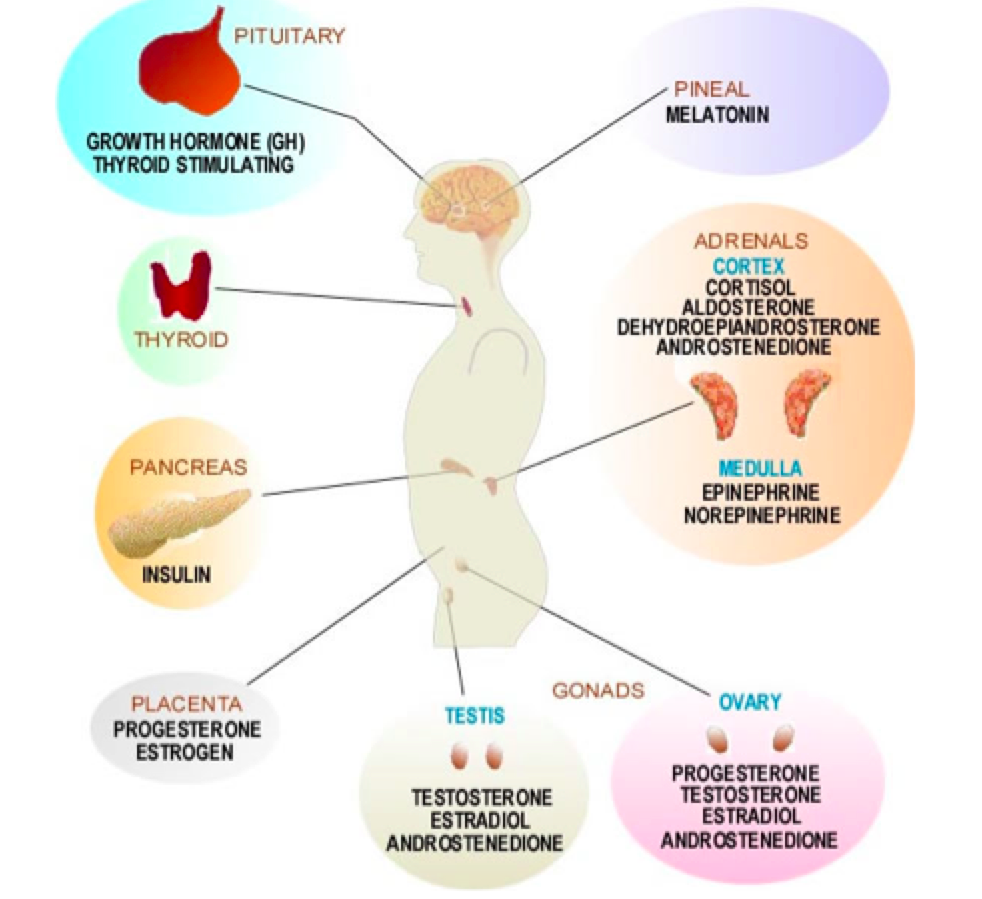 Female hormone. Гормоны и эмоции. Гормоны эмоции психосоматика. Гормоны отвечающие за эмоции. Гормоны и эмоции влияние.