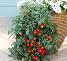 Как спасти томаты от фитофтороза без химикатов