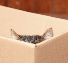  Почему кошки так любят коробки? Ответ найден!
