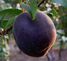 Черный абрикос — удивительное дерево, устойчивое к болезням косточковых