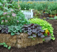 Солома — идеальное решение для выращивания овощей