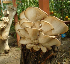 Выращивание грибов вешенки для начинающих