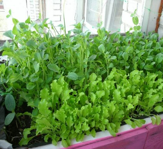 Редиска на подоконнике выращивание из семян в домашних условиях фото