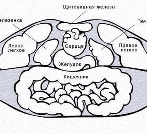 Анатомия губ для косметологов схема строение