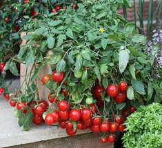 Как вырастить ранние крупные томаты в ведре