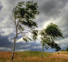 Леса могут стать гигантскими электростанциями из деревьев-ветрогенараторов