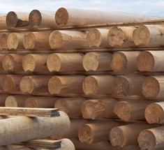 Виды древесины и их применение в строительстве дома