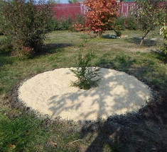 Древесные опилки как удобрение: как правильно мульчировать почву