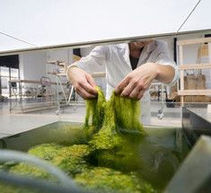 Голландские дизайнеры превращают водоросли в великолепную трехмерную посуду