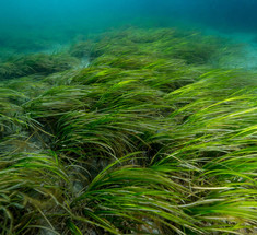 Морские моллюски нашли источник вечной зеленой энергии