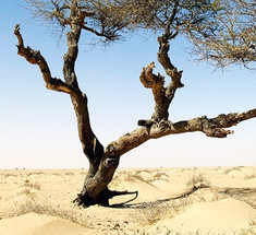 Возобновляемые источники энергии способны «озеленить» Сахару